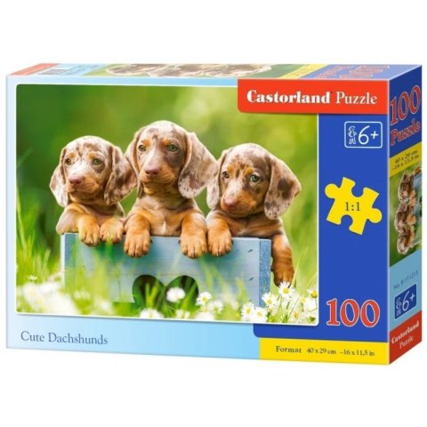 Puzzle 100 cute dachshunds